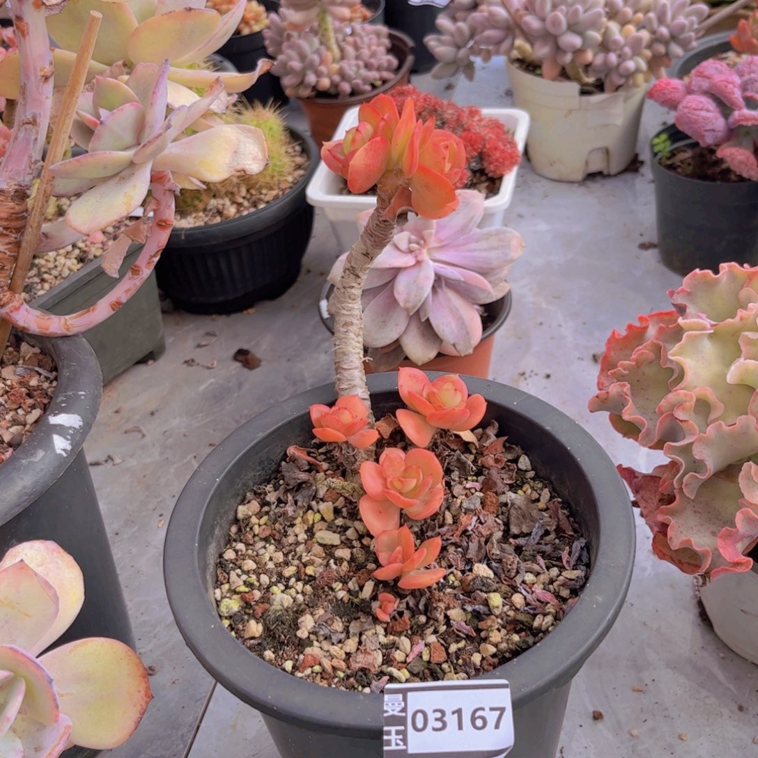 红梅多肉植物03167