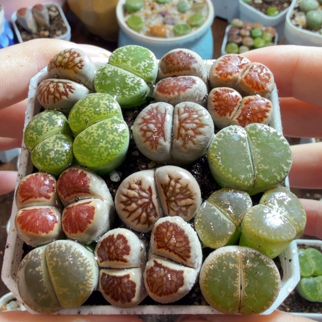 多肉植物的生长发育和生长发育503