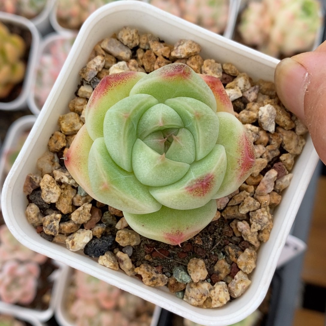 精品多肉一物一拍不包整258