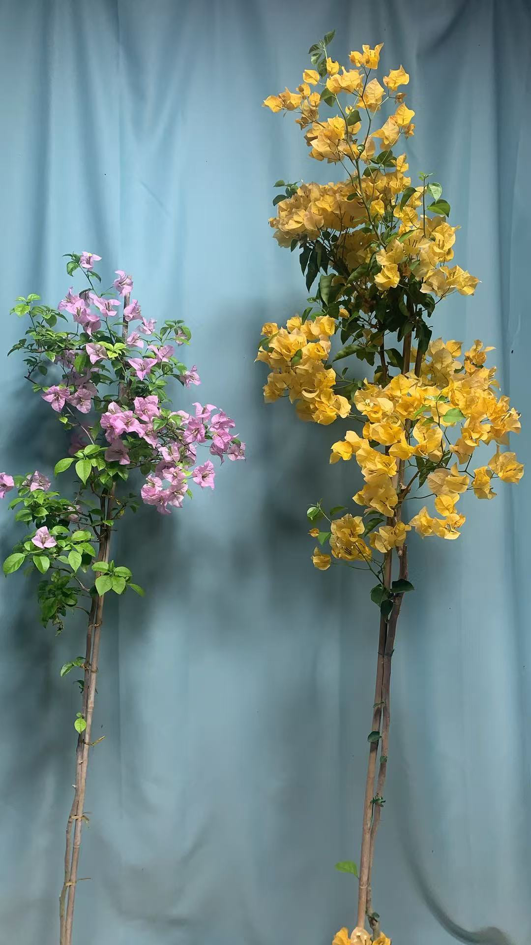 三角梅苹果绿植盆栽四季勤花好养易开花适合阳台庭院种植