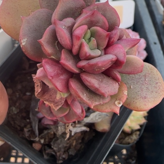 703 一物一拍多肉