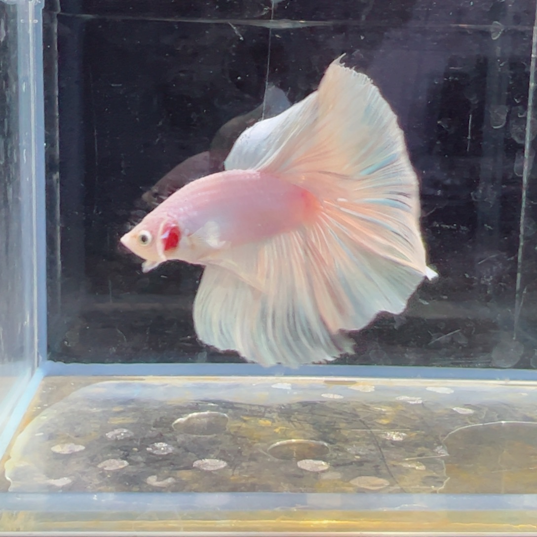 斗鱼浅色特殊尾hhhh