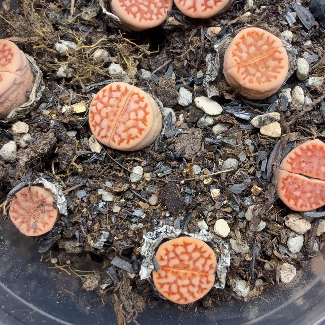 是一个不想被束缚377你