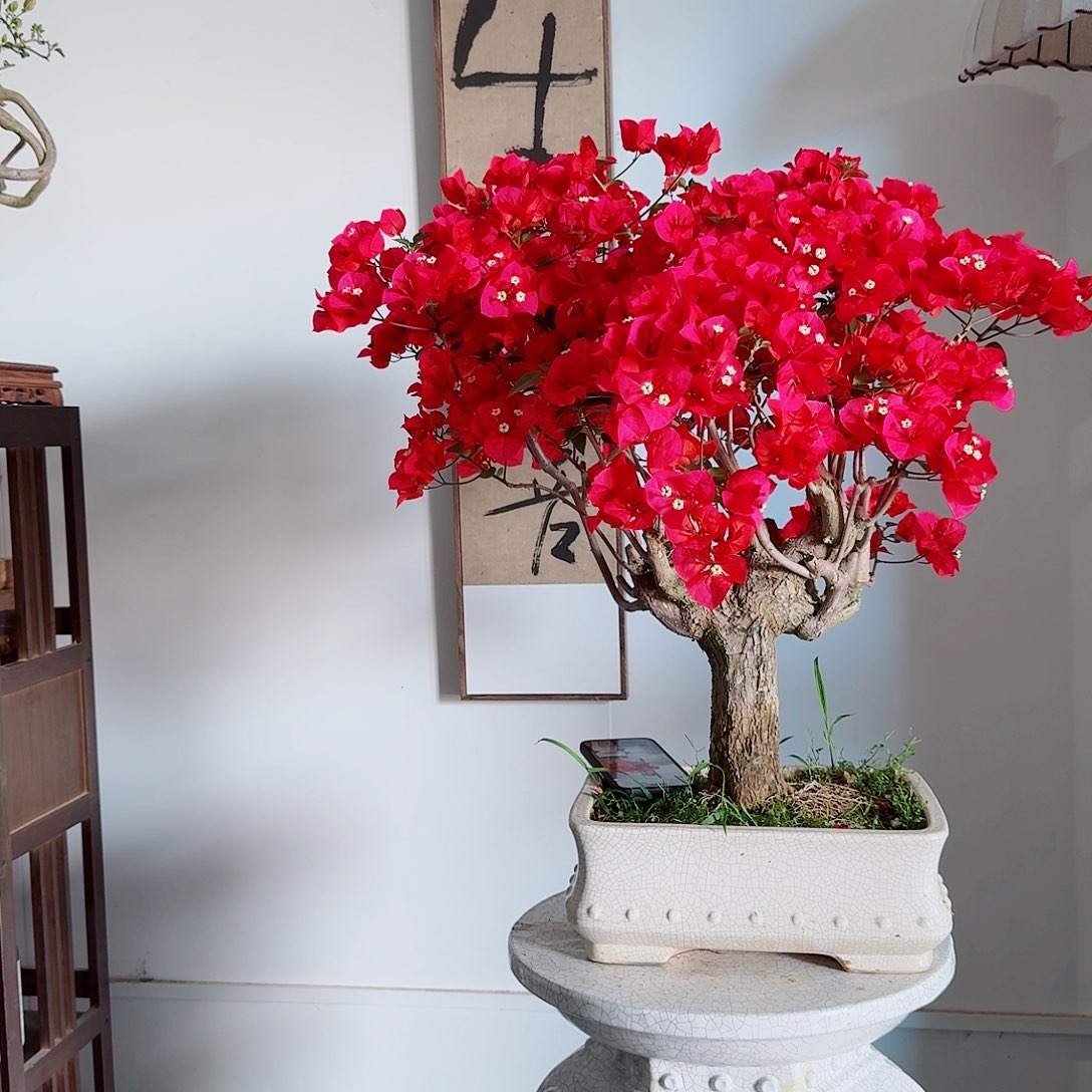 异*人三角梅等植物的生长