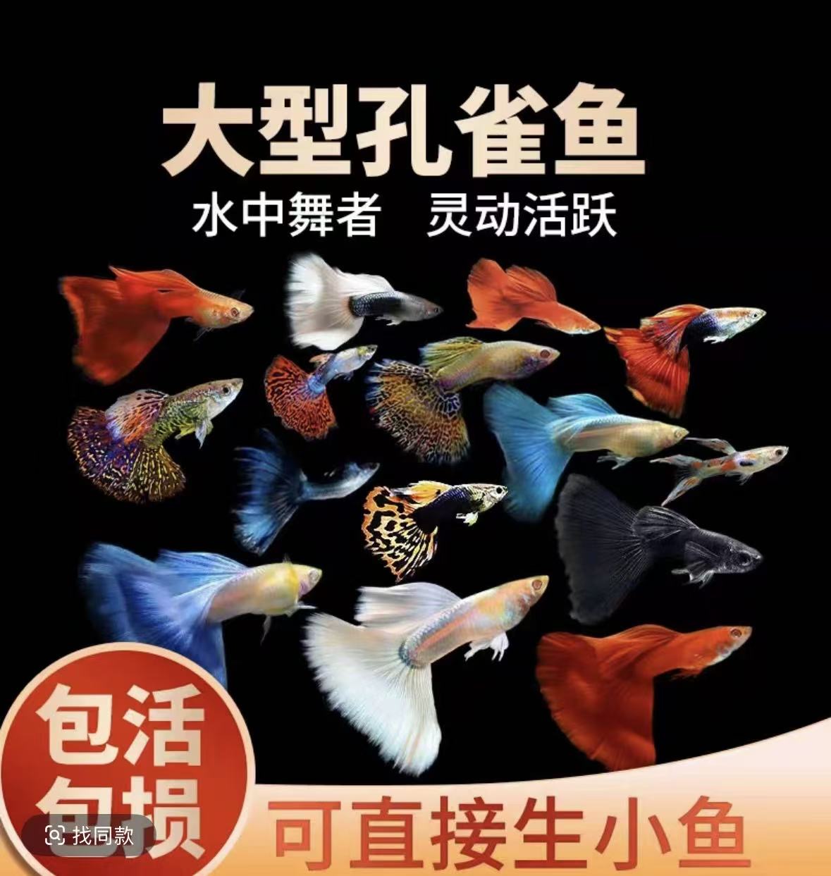 【2-3cm彩色开播福利】8条+2条备损精品孔雀鱼易繁殖小型淡热带鱼