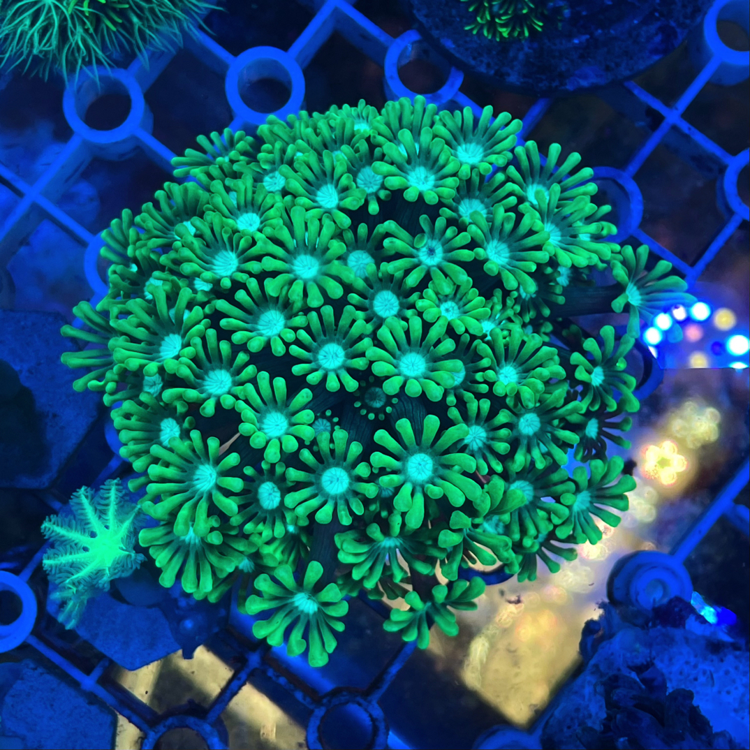 澳洲水仙茉莉粉芯和蓝心海水海缸水草花