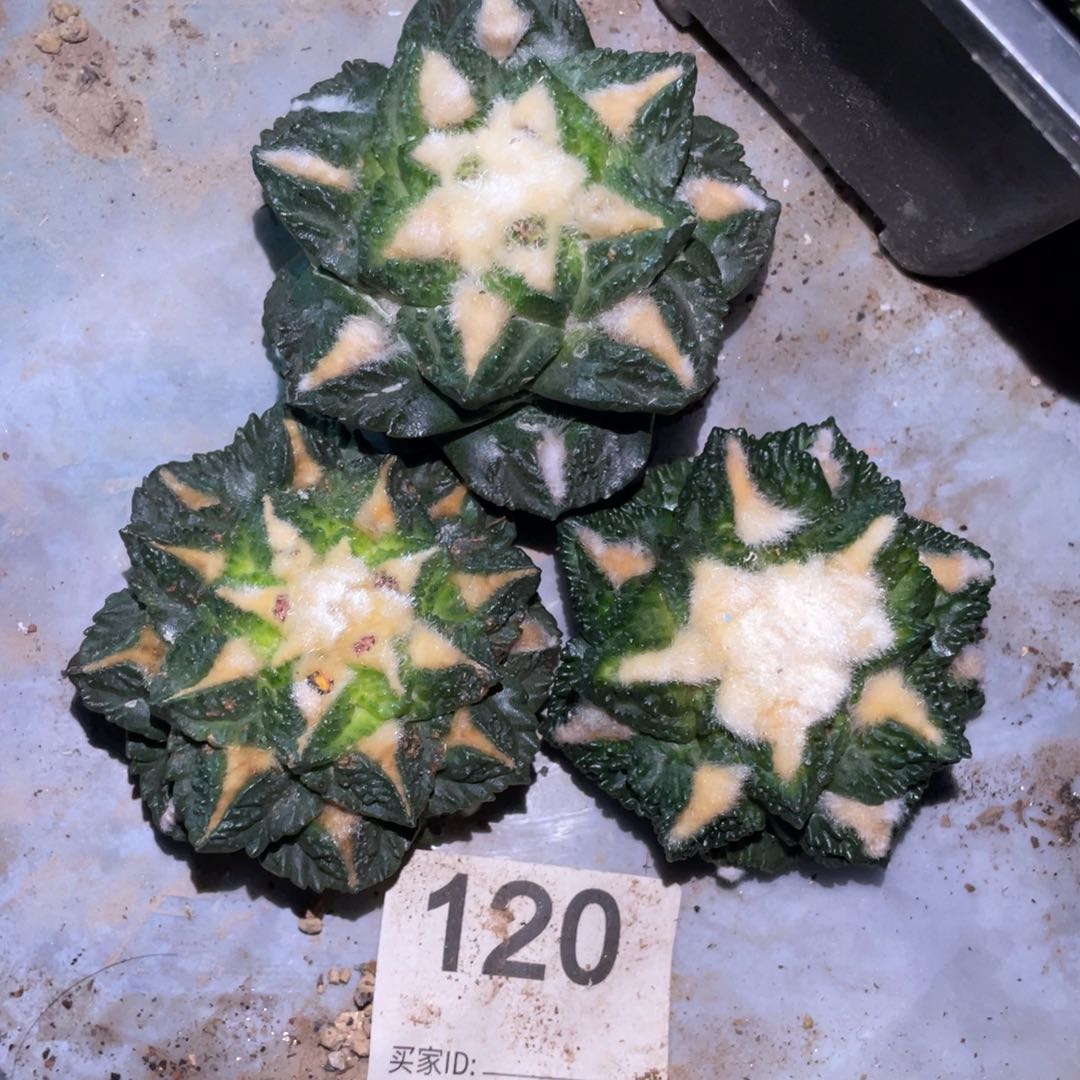 全部花朵清*龟甲牡丹三颗 仙人球开花