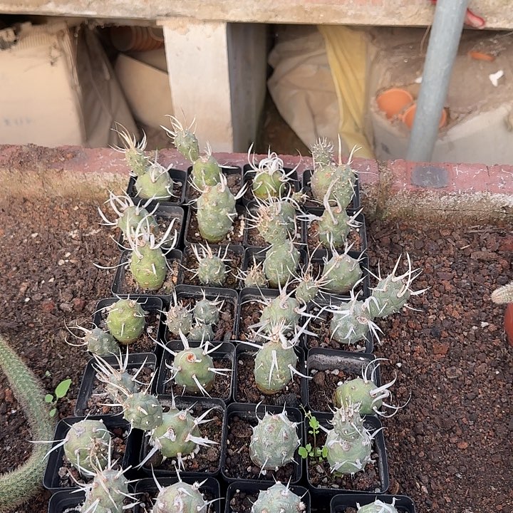 开播福利武仗野4颗1111