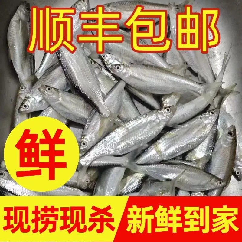 【顺丰发货】微山湖新鲜活杀小白条鱼小河鱼餐条鱼刁子鱼淡水河鱼