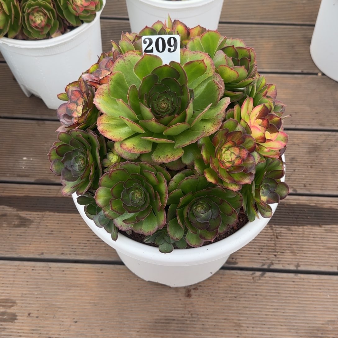 209海王七彩脱土发货