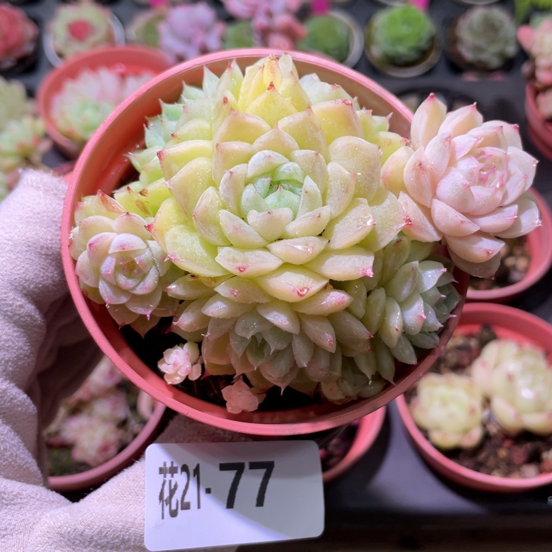 花利美21-77麦秆群