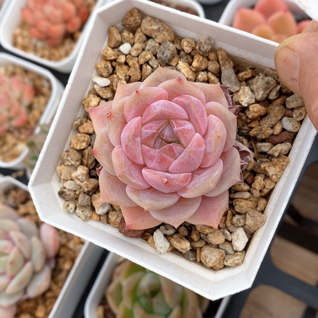 精品多肉一物一拍不包整203