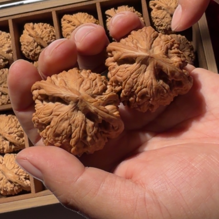 文玩核桃把件133号龙鼎官帽50mm以下