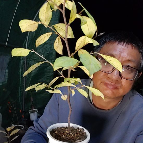 用***7完全开放老鸦柿品种苗