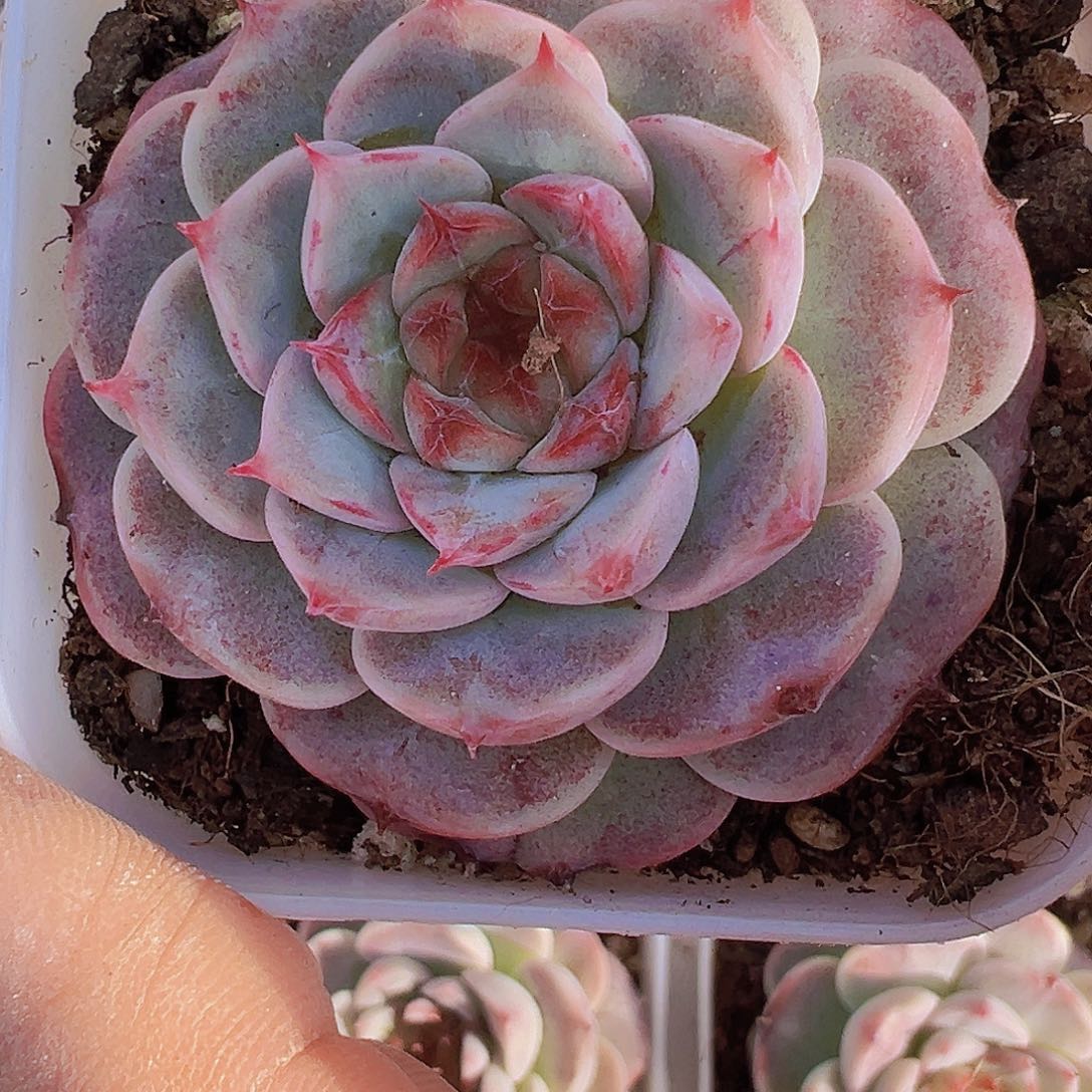 天鹅绒2盆19包邮多肉