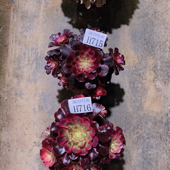 715716美杜莎多肉植物