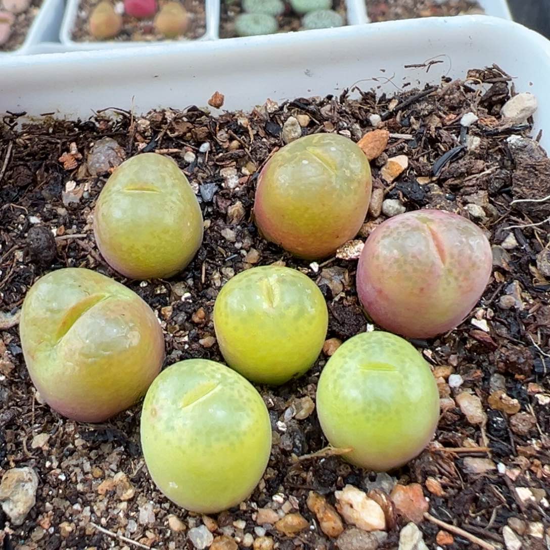 2.23好看的多肉548