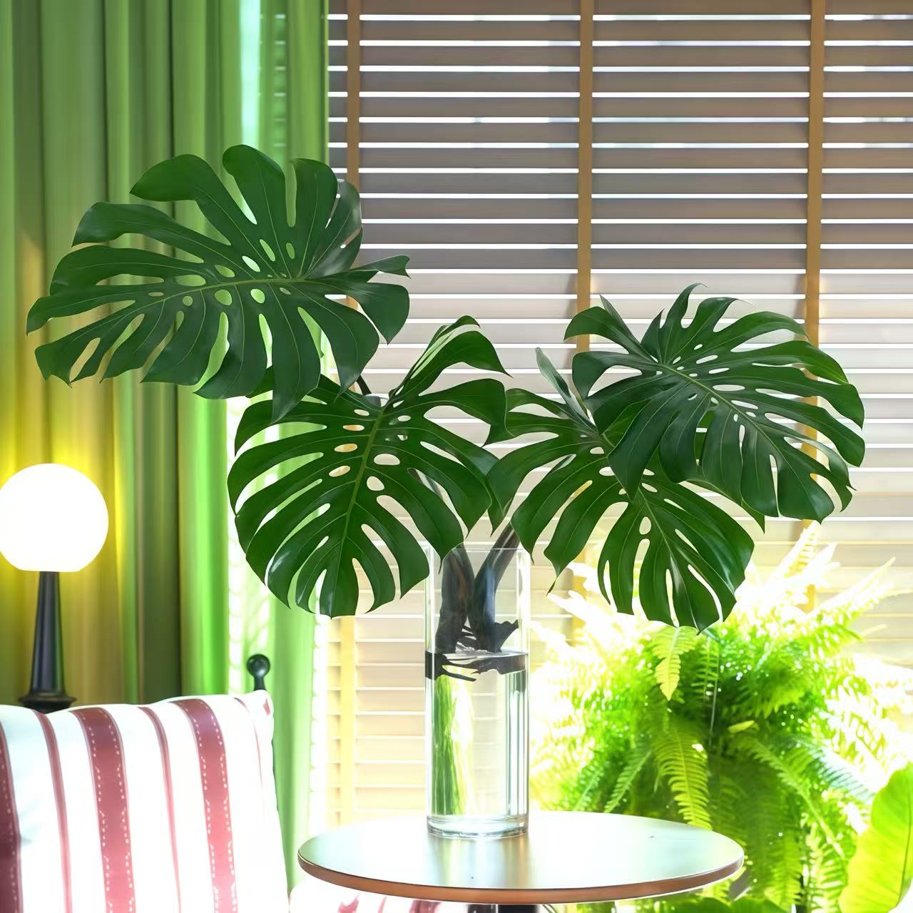 海南龟背竹水培土培好养种植观叶水养龟背竹水培龟背竹好看大型