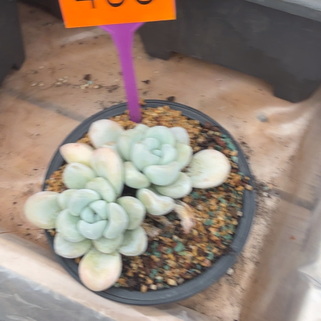 小***儿多肉植物玉麒麟493