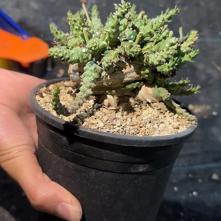 海葵海葵海葵海葵