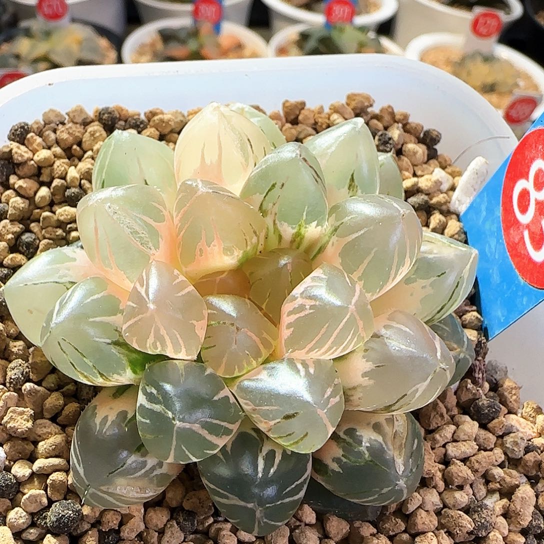 83号OM玉露锦一物一拍带盆土
