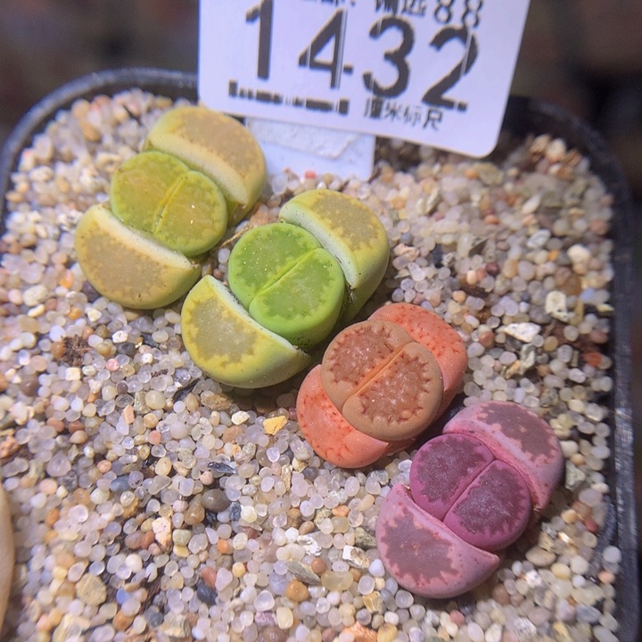 Sss精品生石花1432