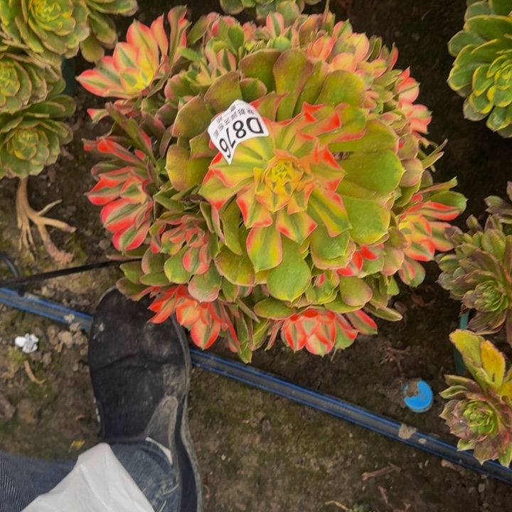 永****香妃花30-20包邮花花