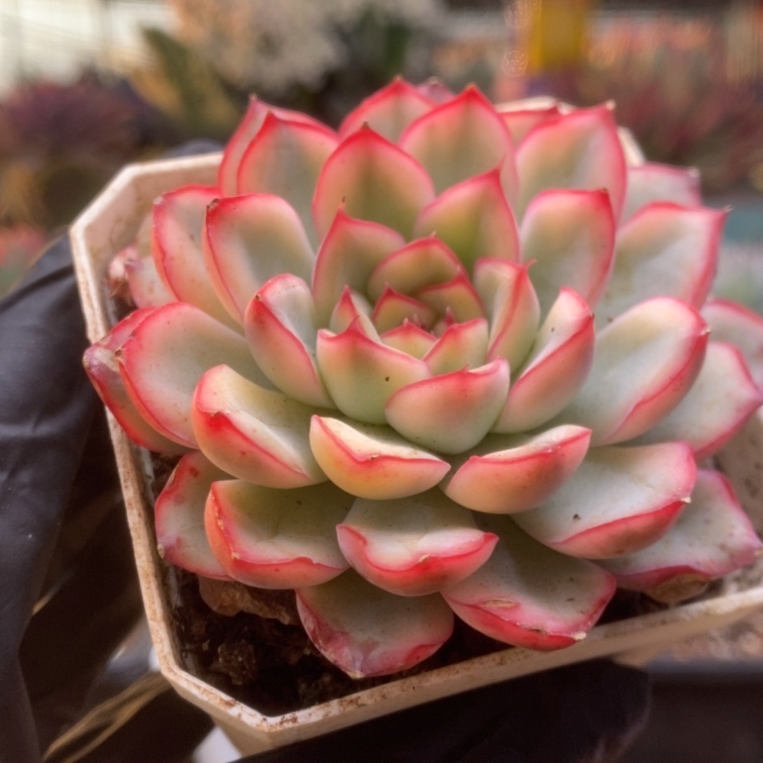 028荷花锦锦锦锦锦