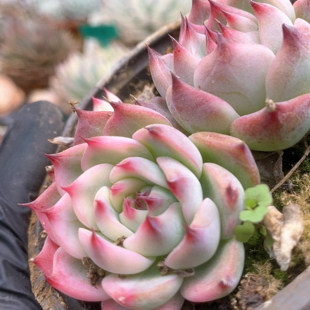 136锦锦锦锦锦锦锦