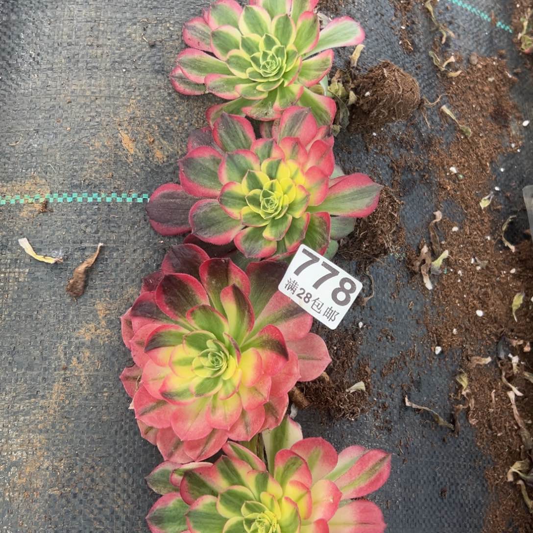 多肉植物778四颗单头