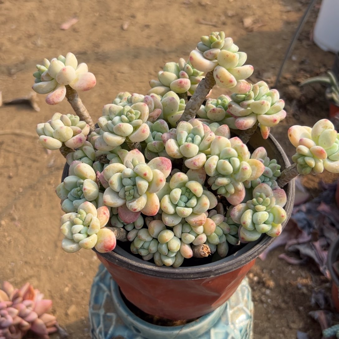 多肉植物罗奇老庄