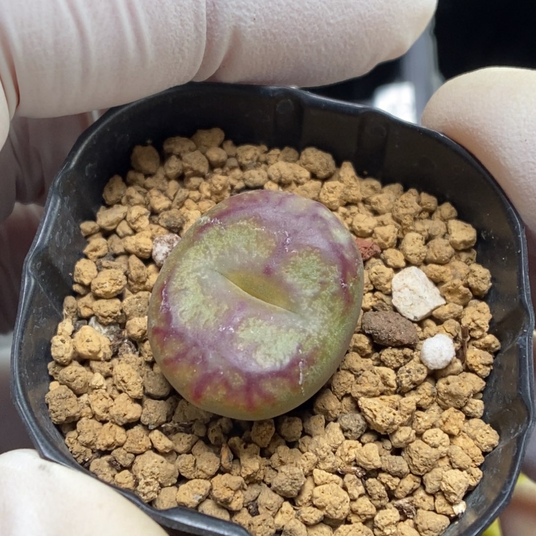 多肉植物肉锥杂交K-005（1.8）墨杂