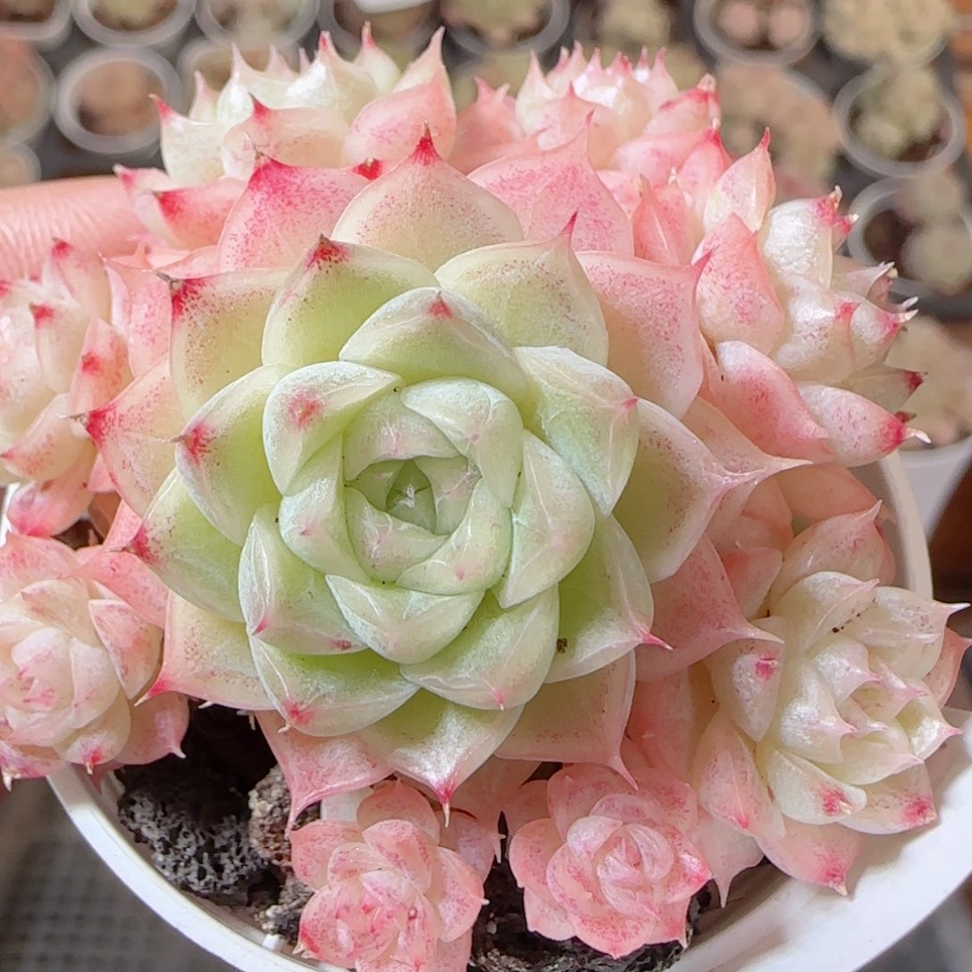 花语多肉1231-80散