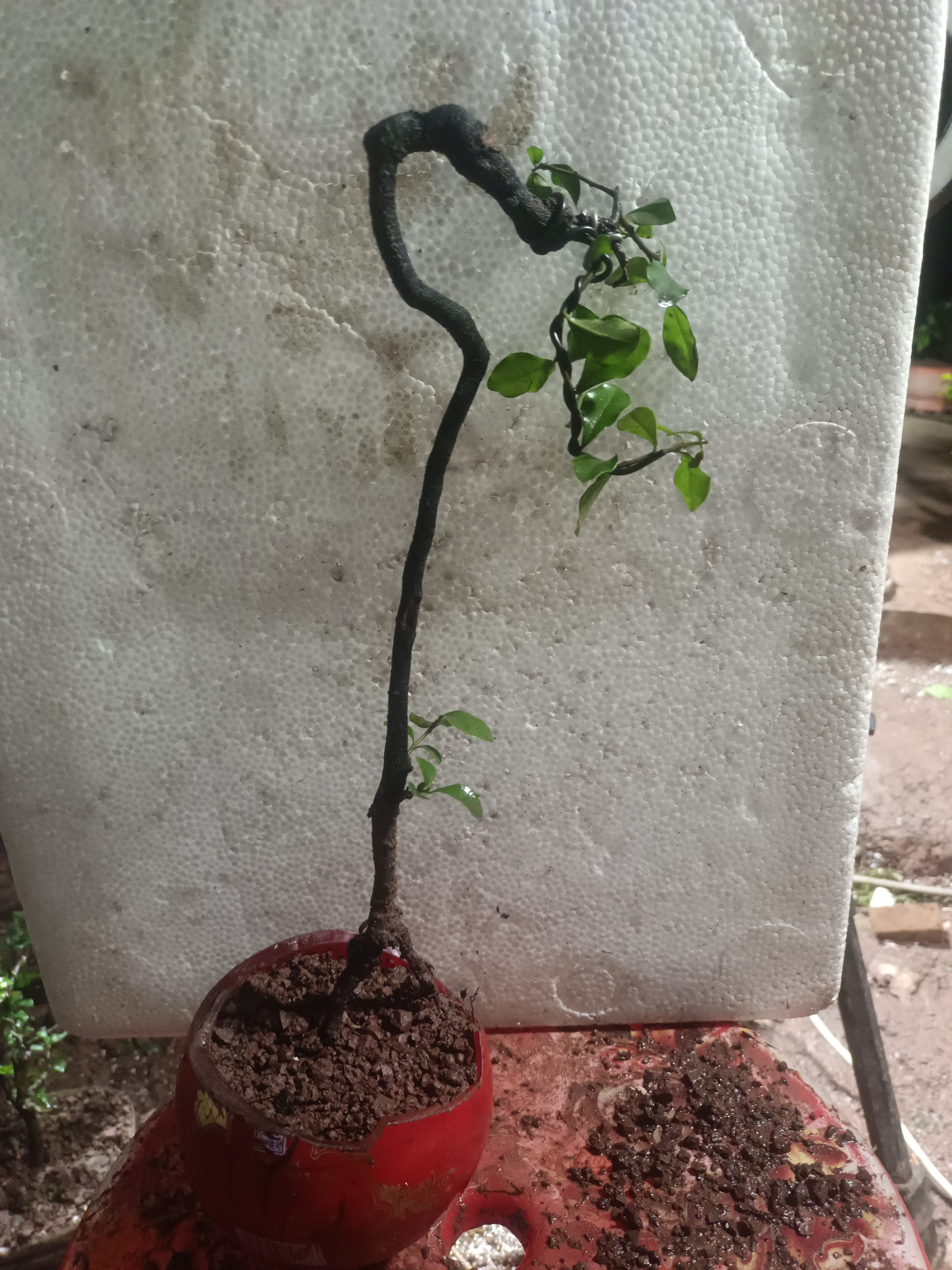 金弹子灌木生熟桩可养护高端盆景绿植花卉