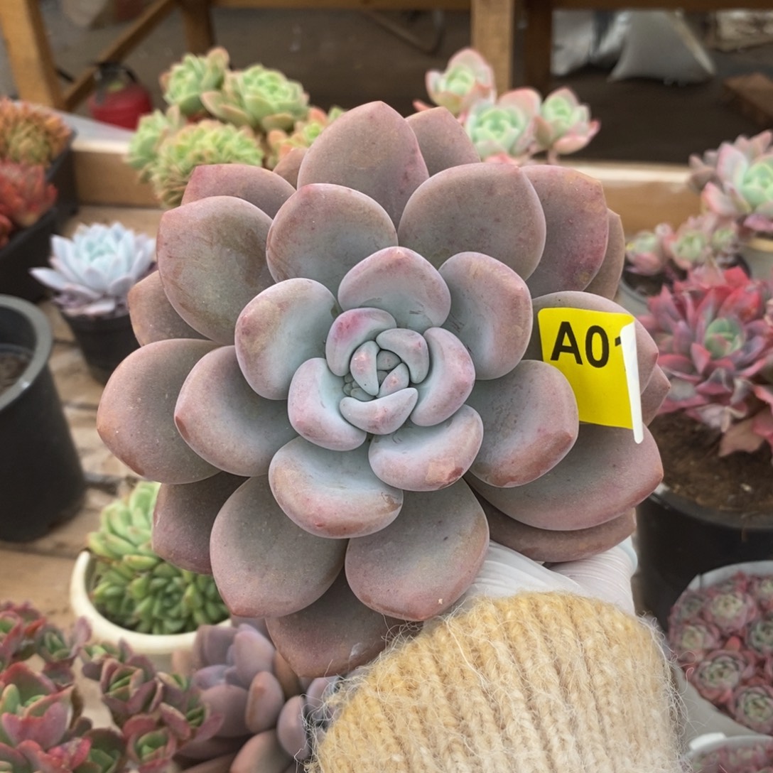 016奥普琳娜一物一拍