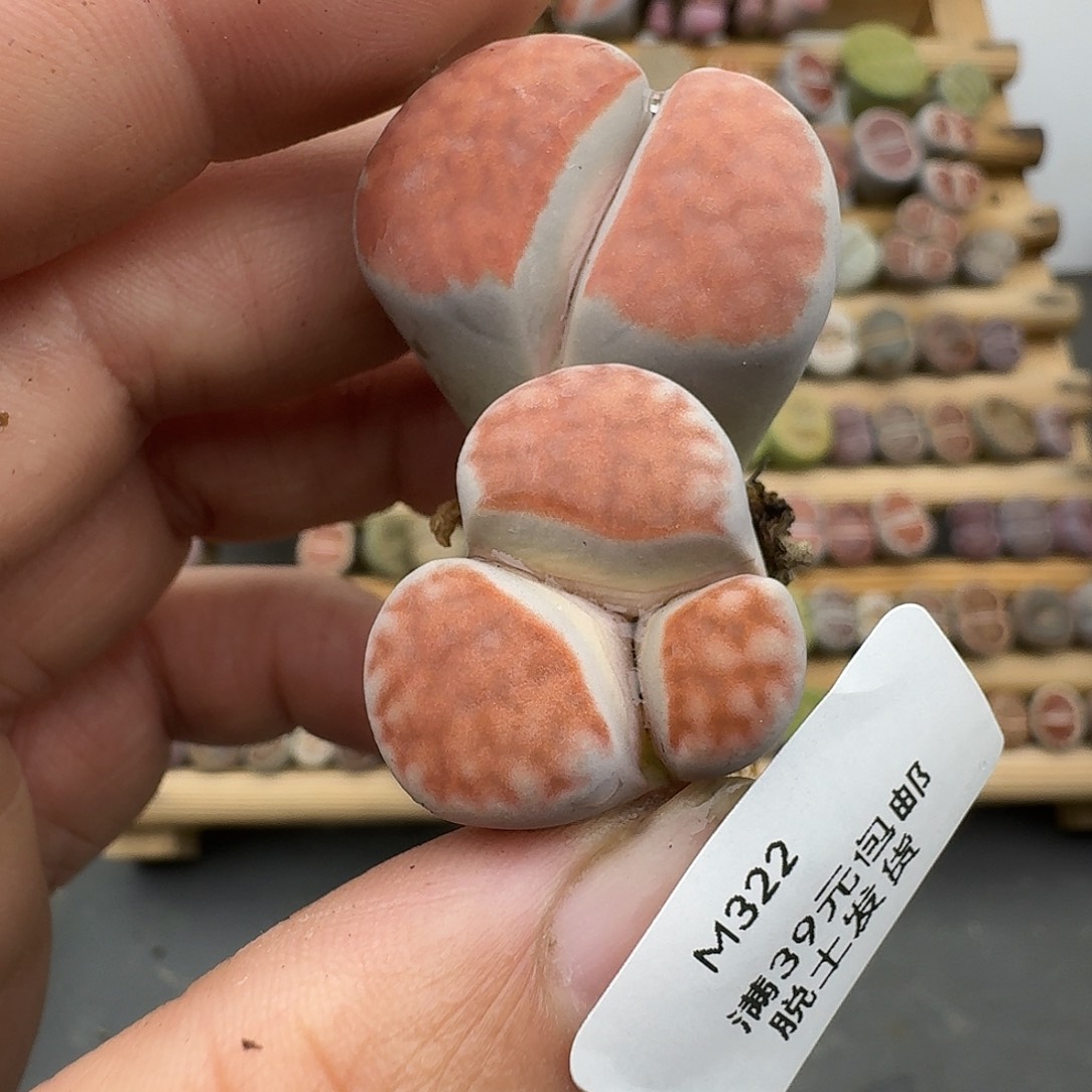 余****322腿略长介意勿拍