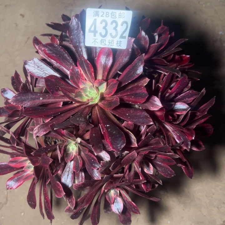 黑婚纱多肉植物法师4332