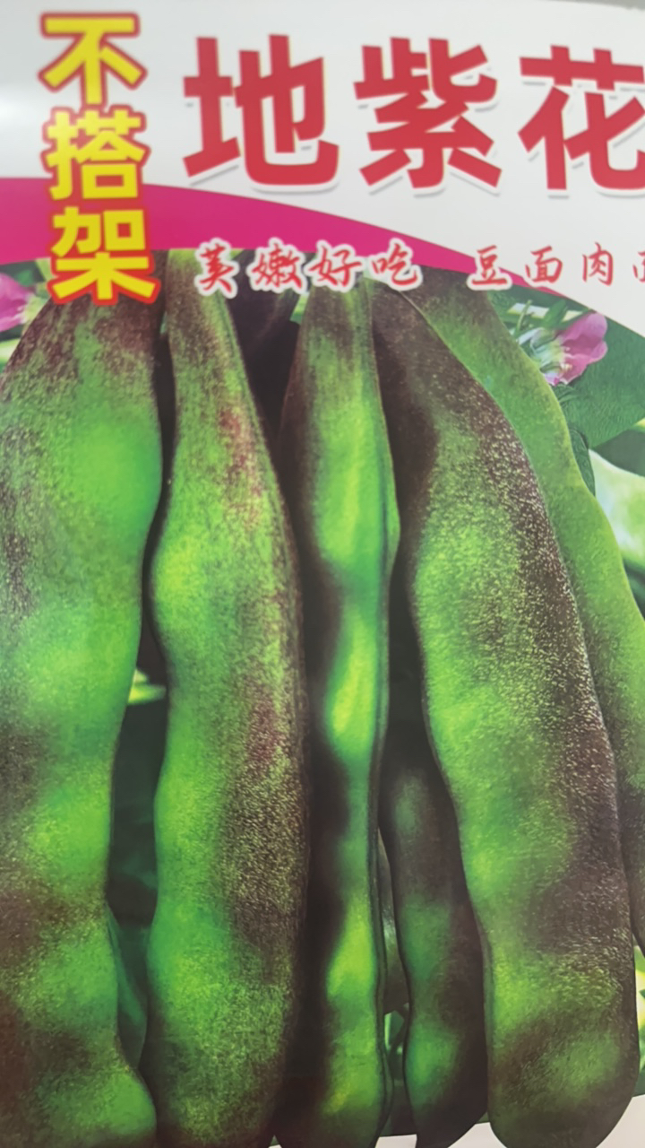 不搭架地紫花油豆角种子早熟高产农家豆角籽