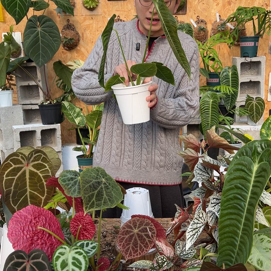 完全开放C16火鹤王花烛