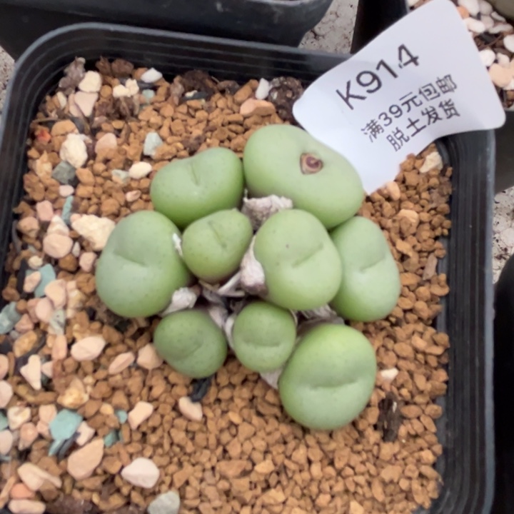 914多肉哈哈哈哈哈哈