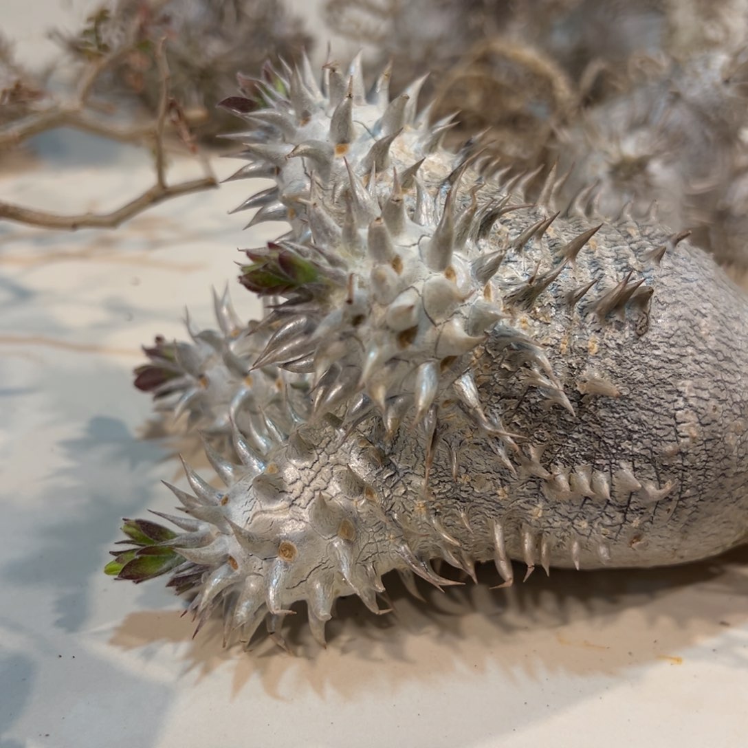 潘*侠490大黑块根植物脱土发货