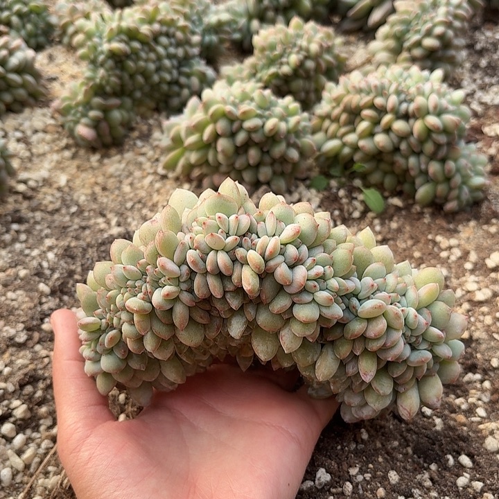 小***儿星影缀化 脱土发货