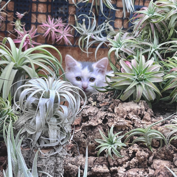 空气凤梨无土懒人植物室内净化空气桌面易养活绿植盆景家居装饰