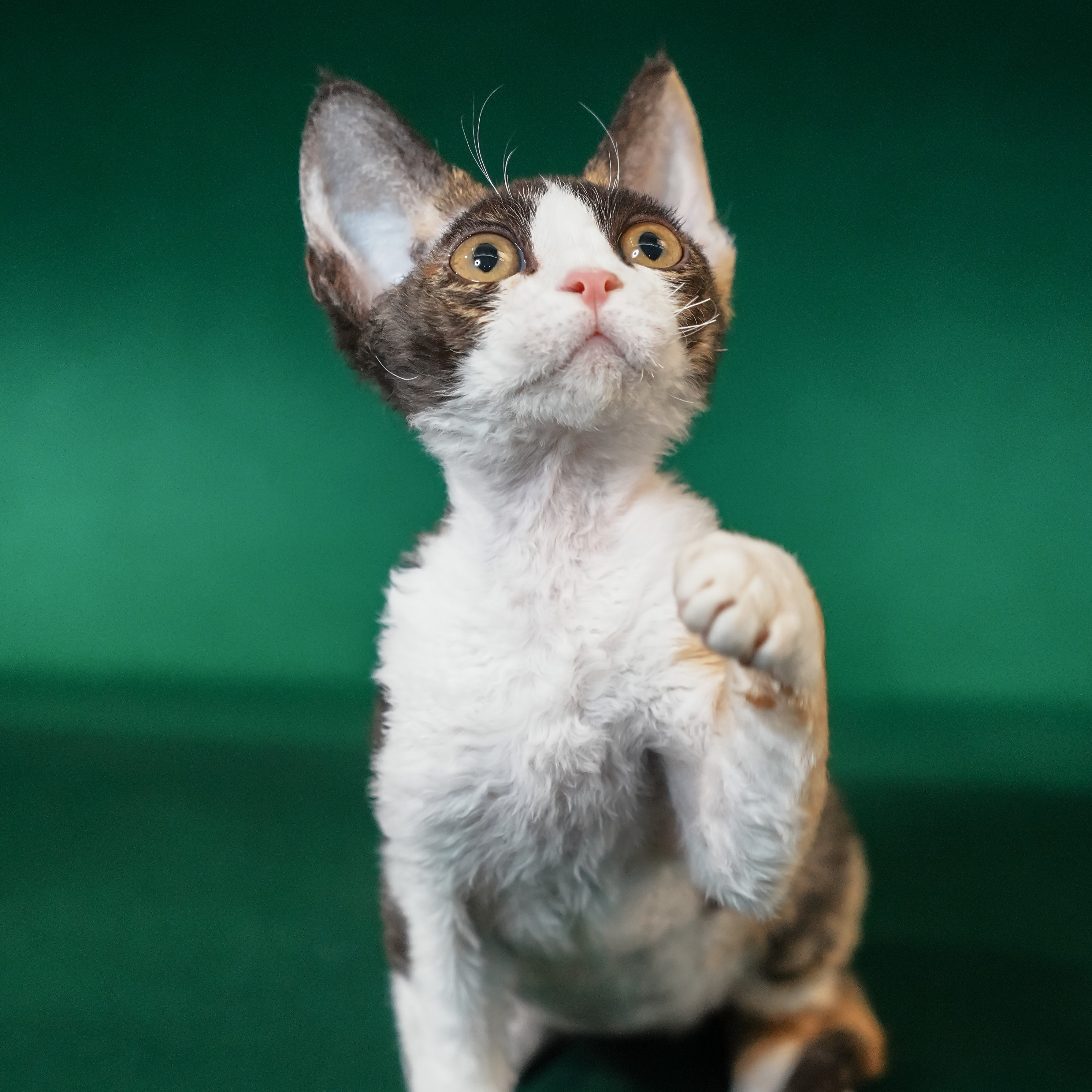 0830黑三花开脸妹妹-桔梗