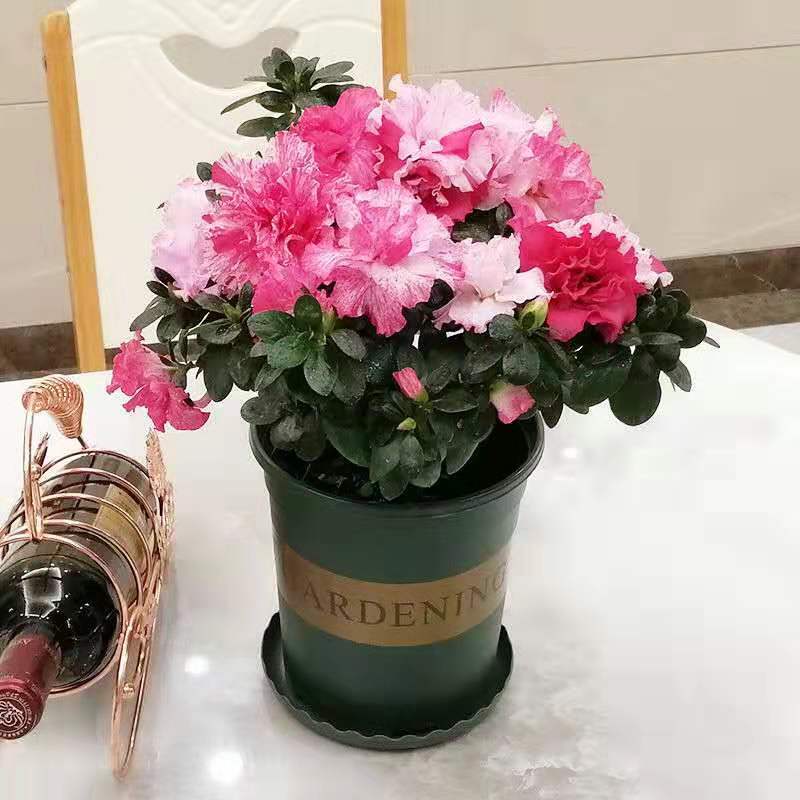 五宝杜鹃花盆栽喷砂世纪曙光室内带花懒人四季杜鹃花高档耐寒