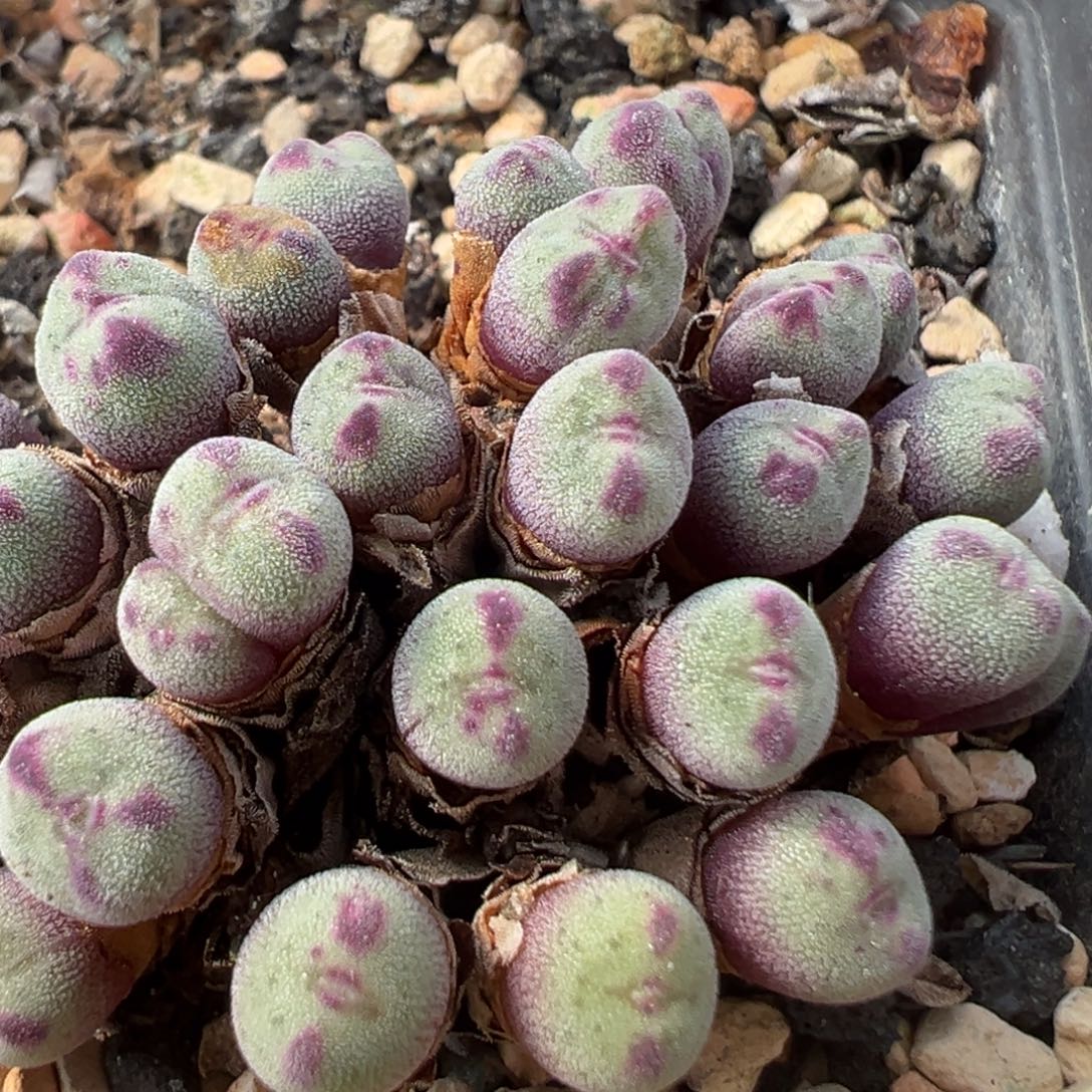 小可爱  肉锥植物