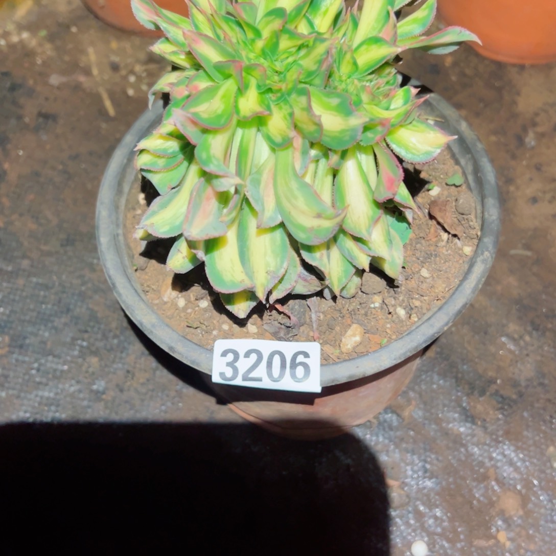 我3206 号多肉法师植物新年福利