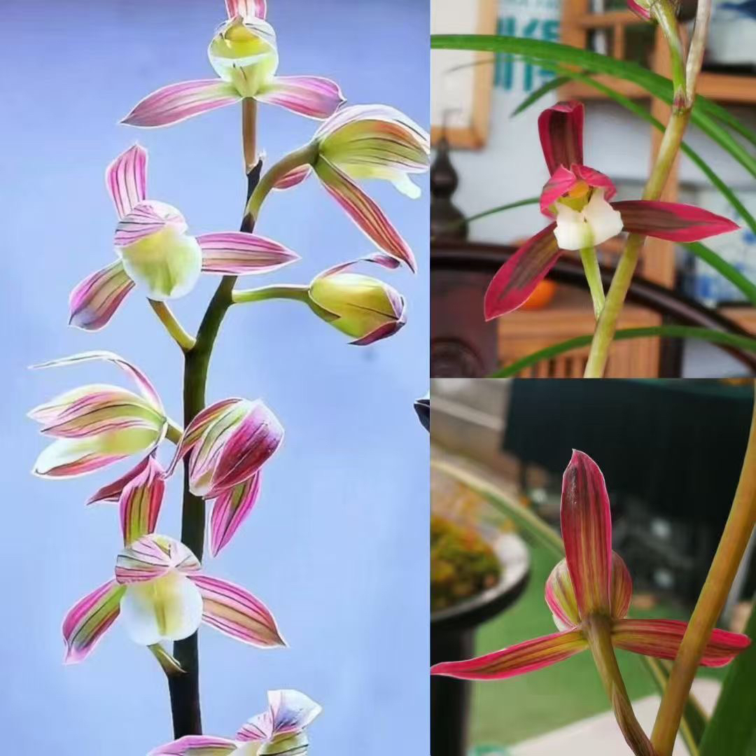 兰花直播 兰场基地 一物一拍