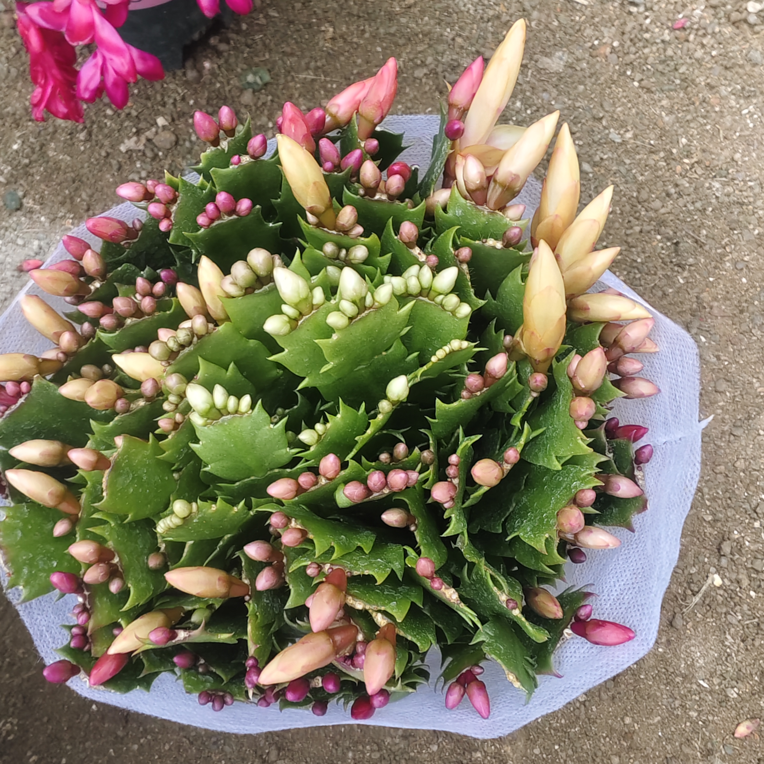 多色蟹爪兰花苗盆栽带花苞四季开花室内好养花卉