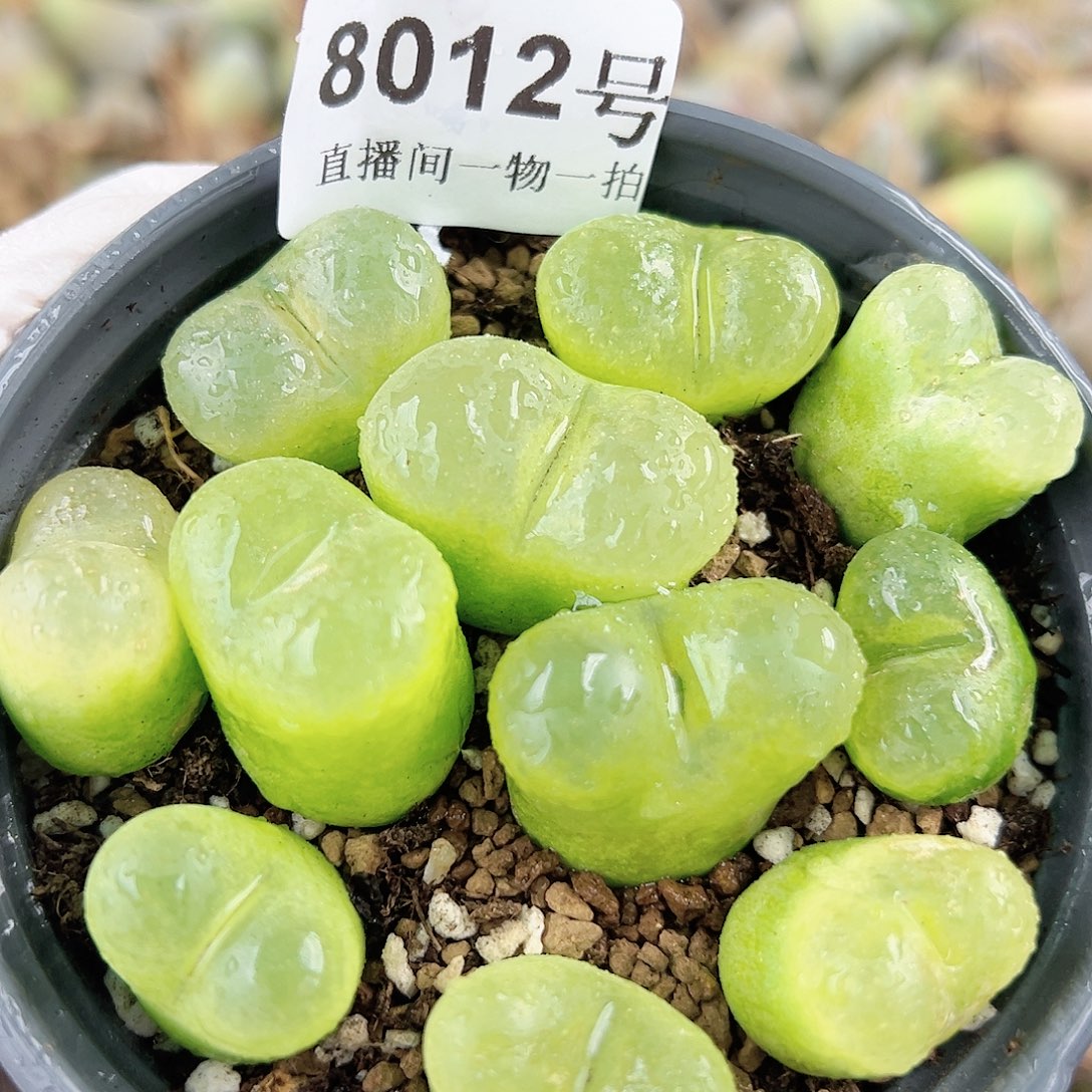 8012 好养易活生石花大母本